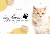 Без кота и жизнь не та